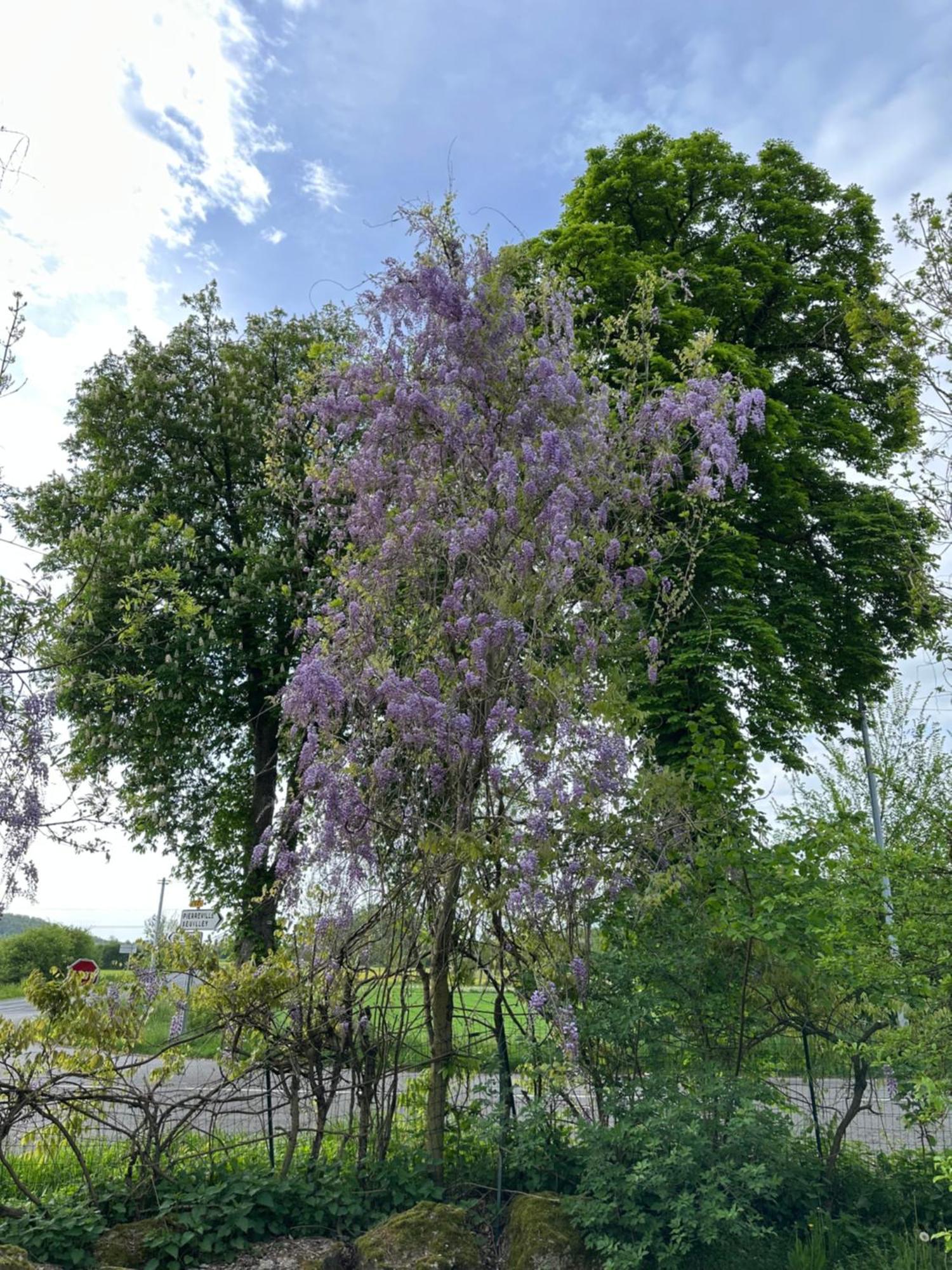 Riviere Et Jardin A Vos Pieds Leilighet Pulligny Eksteriør bilde